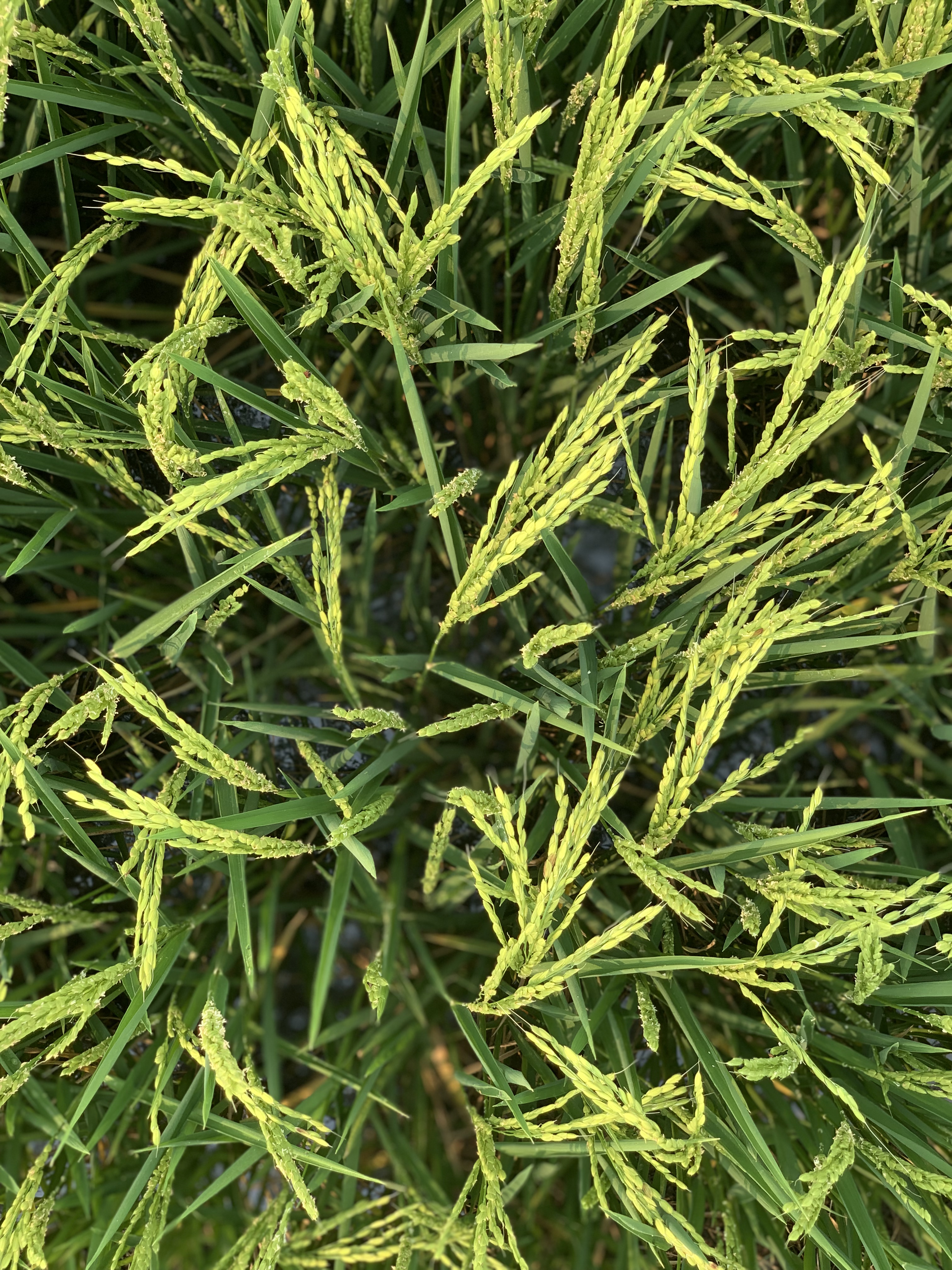 Rice plants research